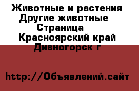 Животные и растения Другие животные - Страница 3 . Красноярский край,Дивногорск г.